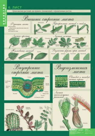 Растения. Грибы. Бактерии (Комплект таблиц 14 шт. Биология 6 кл.) 5-8504-014