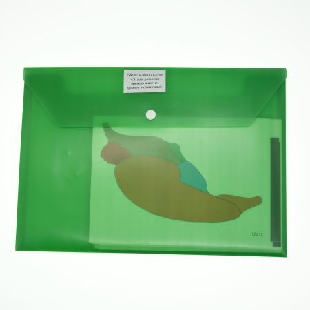 Модель-аппликация Этапы развития органов и систем органов позвоночных животных и человека