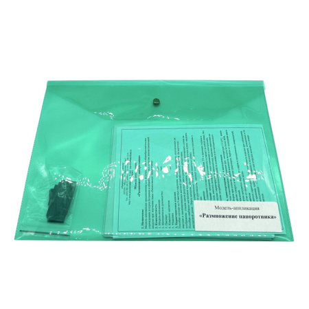 Модель-аппликация Размножение папоротника