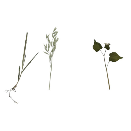 Гербарий Культурные растения (28 видов) Гербарий Культурные растения (28 видов)