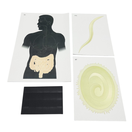 Модель-аппликация Цикл развития аскариды