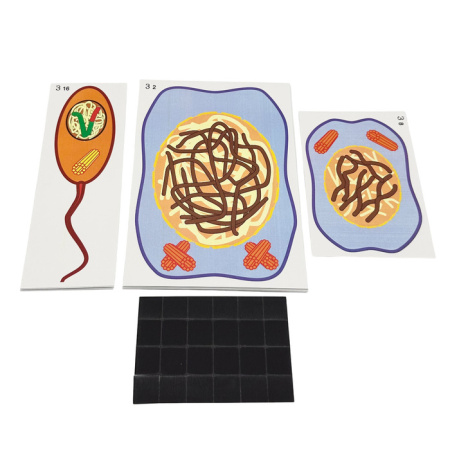 Модель-аппликация Деление клетки. Митоз и мейоз