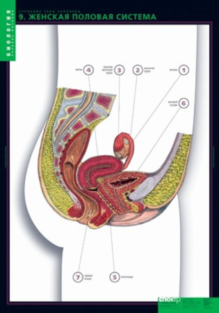 Строение тела человека (Комплект таблиц 10 шт.+ 80 карточек. Биология) 2-073-457