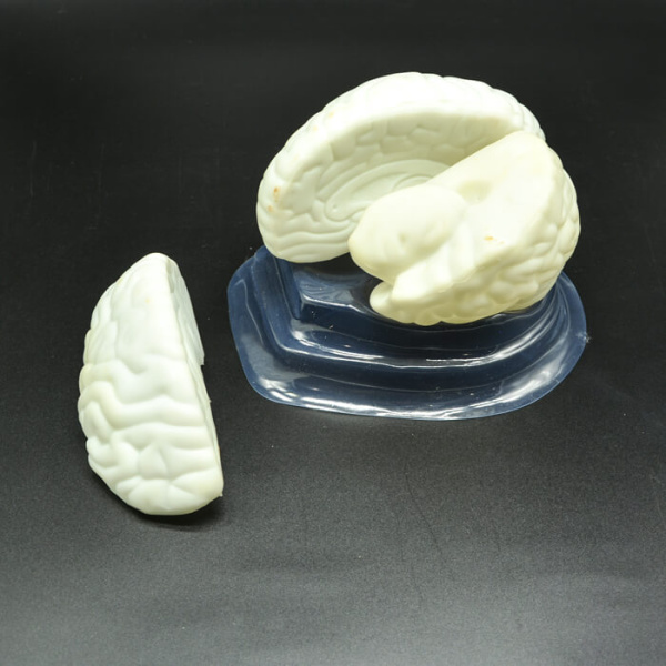 Модель «Мозг в разрезе» Модель «Мозг в разрезе»