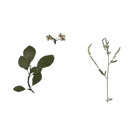 Гербарий Медоносные растения (24 вида) Гербарий Медоносные растения (24 вида)