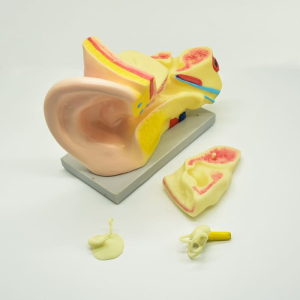 Модель «Ухо человека» Модель «Ухо человека»