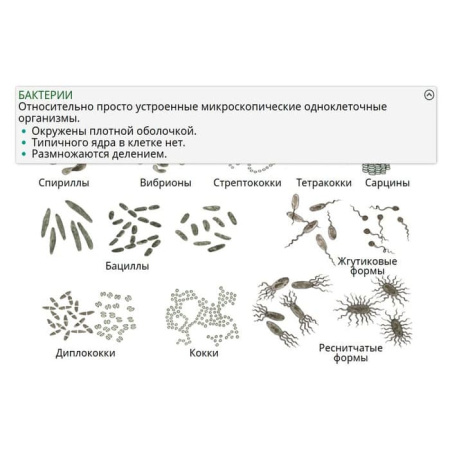 Растения. Грибы. Бактерии. Интерактивное учебное пособие (v.5.0) (BOX. Наглядная Биология. 6 кл.) Растения. Грибы. Бактерии. Интерактивное учебное пособие (v.5.0) (BOX. Наглядная Биология. 6 кл.)