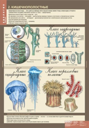 Животные (Комплект таблиц 12 шт. Биология 7 кл.) 5-8537-012