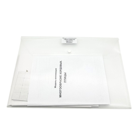 Модель-аппликация Многообразие хордовых. Птицы (высшие)