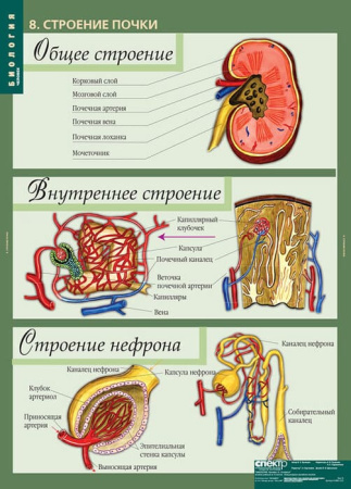 Человек (Комплект таблиц 12 шт. Биология 8-9 кл.) 5-8691-012 Человек (Комплект таблиц 12 шт. Биология 8-9 кл.) 5-8691-012