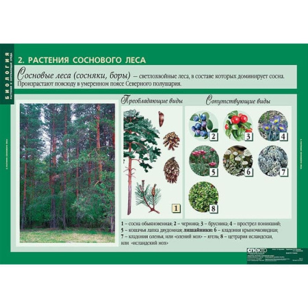 Растения и окружающая среда (Комплект таблиц 7 шт. Биология) 2-072-637 Растения и окружающая среда (Комплект таблиц 7 шт. Биология) 2-072-637