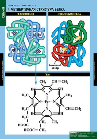 Белки и нуклеиновые кислоты (Комплект таблиц 8 шт. Химия) 2-080-490