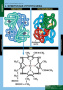 Белки и нуклеиновые кислоты (Комплект таблиц 8 шт. Химия) 2-080-490