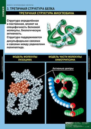 Белки и нуклеиновые кислоты (Комплект таблиц 8 шт. Химия) 2-080-490