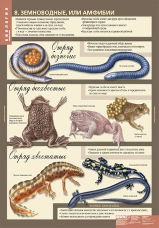 Животные (Комплект таблиц 12 шт. Биология 7 кл.) 5-8537-012