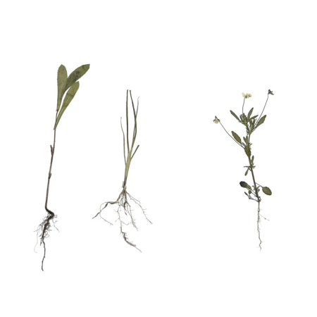 Гербарий Морфология растений (5 тем х 3 листа) Гербарий Морфология растений (5 тем х 3 листа)