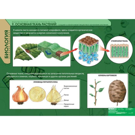 Вещества растений. Клеточное строение (Комплект таблиц 12 шт. Биология) 2-072-615