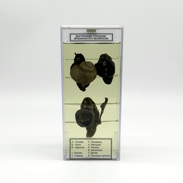 Влажный препарат Внутреннее строение брюхоногого моллюска