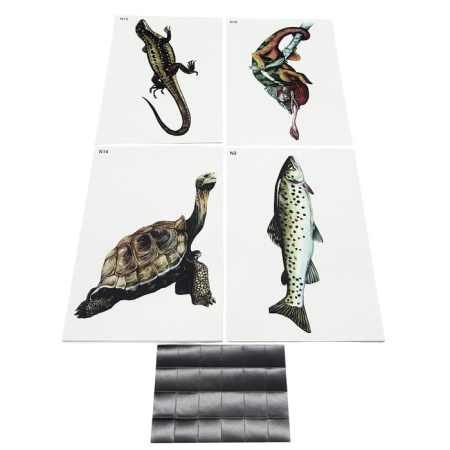 Модель-аппликация Многообразие хордовых. Рыбы, земноводные и пресмыкающиеся (низшие)