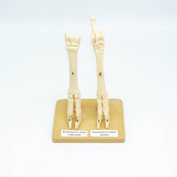 Модель «Конечности овцы» (скелет) Модель «Конечности овцы» (скелет)