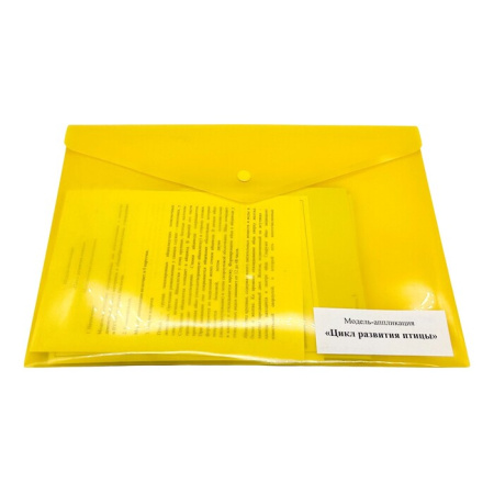 Модель-аппликация Цикл развития птицы