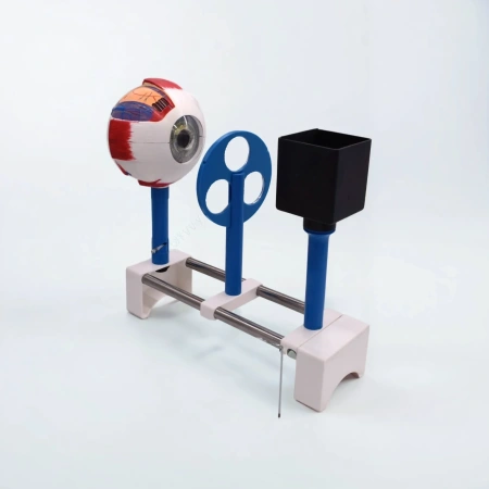 Модель «Зрение» (на батарейках)