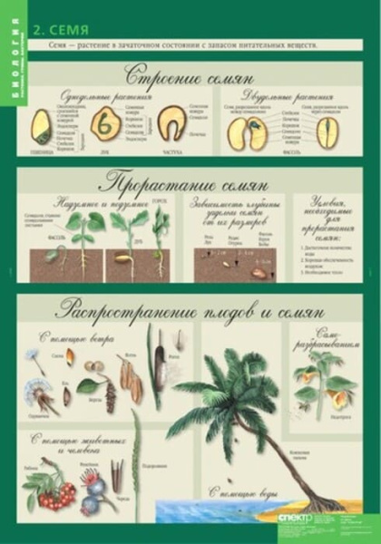 Растения. Грибы. Бактерии (Комплект таблиц 14 шт. Биология 6 кл.) 5-8504-014 Растения. Грибы. Бактерии (Комплект таблиц 14 шт. Биология 6 кл.) 5-8504-014