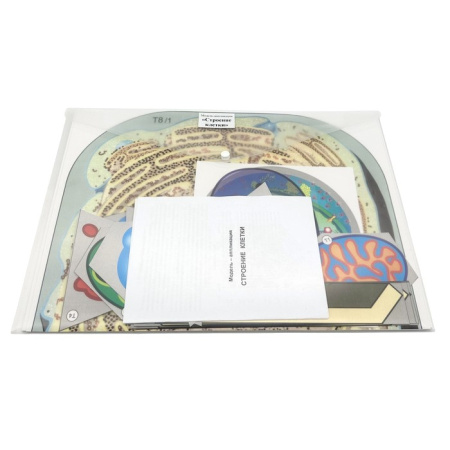 Модель-аппликация Строение клетки (двухслойная)