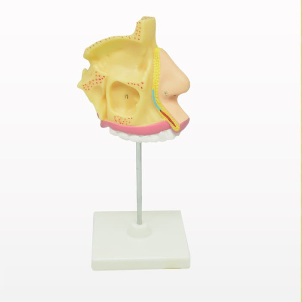 Модель «Носоглотка в разрезе» Модель «Носоглотка в разрезе»