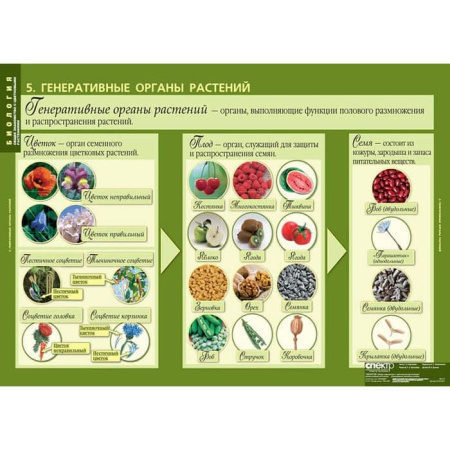 Общее знакомство с цветковыми растениями (Комплект таблиц 6 шт. Биология) 2-072-627