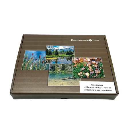 Коллекция Шишки, плоды, семена деревьев и кустарников