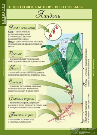 Общее знакомство с цветковыми растениями (Комплект таблиц 6 шт. Биология) 2-072-627