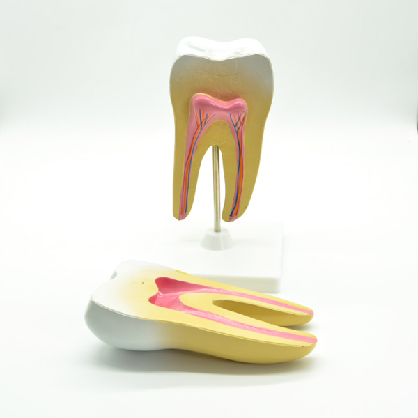 Модель «Зуб человека» Модель «Зуб человека»