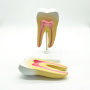 Модель «Зуб человека» Модель «Зуб человека»