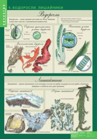 Растения. Грибы. Бактерии (Комплект таблиц 14 шт. Биология 6 кл.) 5-8504-014