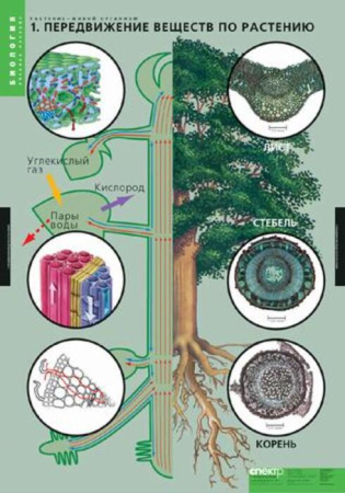 Растение - живой организм (Комплект таблиц 4 шт. Биология) 2-072-633