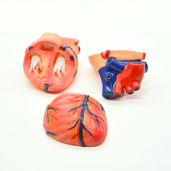 Модель «Сердце человека» (демонстрационная) Модель «Сердце человека» (демонстрационная)