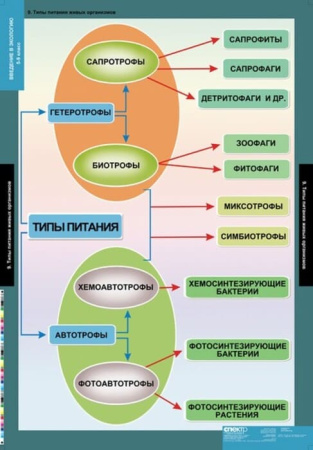 Введение в экологию (Комплект таблиц 18 шт. Биология) 5-8689-018 Введение в экологию (Комплект таблиц 18 шт. Биология) 5-8689-018