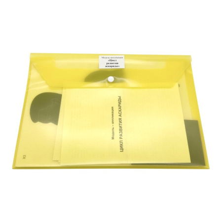 Модель-аппликация Цикл развития аскариды