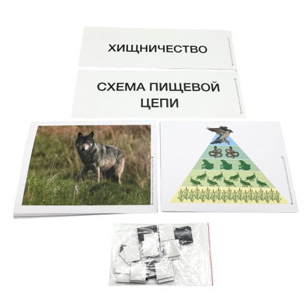 Модель-аппликация Взаимодействие в природных сообществах