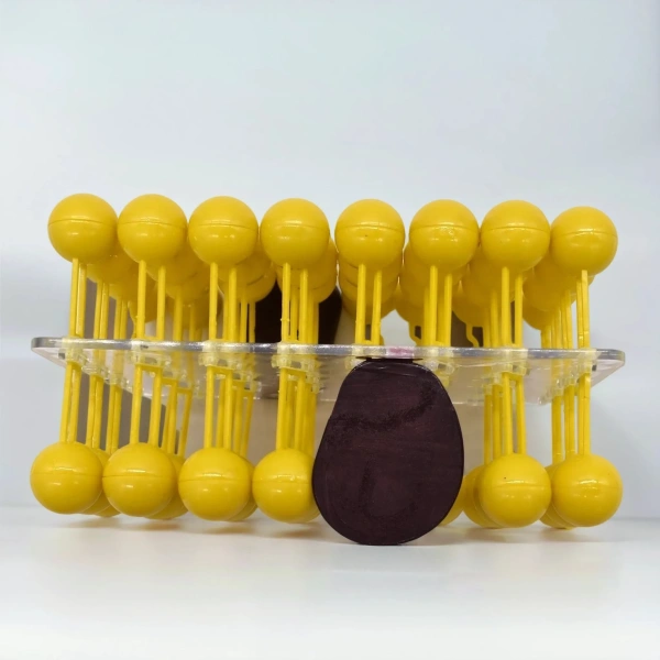 Модель «Строение клеточной оболочки», разборная