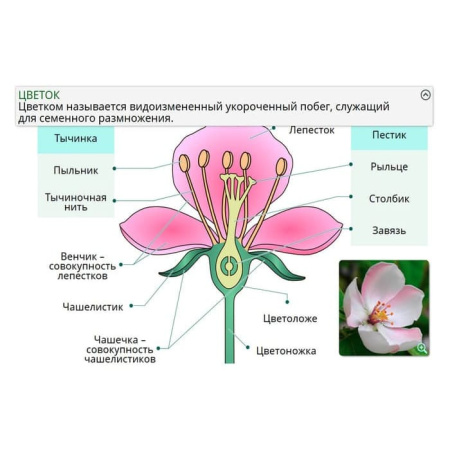 Растение - живой организм. Интерактивное учебное пособие (v.5.0) (BOX. Наглядная Биология) Растение - живой организм. Интерактивное учебное пособие (v.5.0) (BOX. Наглядная Биология)
