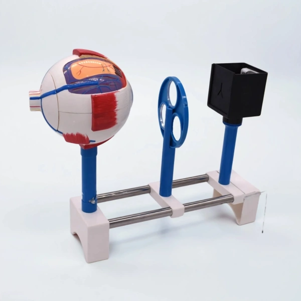 Модель «Зрение» (на батарейках)