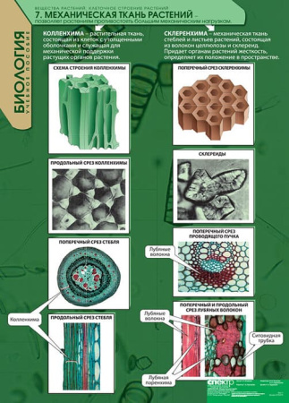Вещества растений. Клеточное строение (Комплект таблиц 12 шт. Биология) 2-072-615