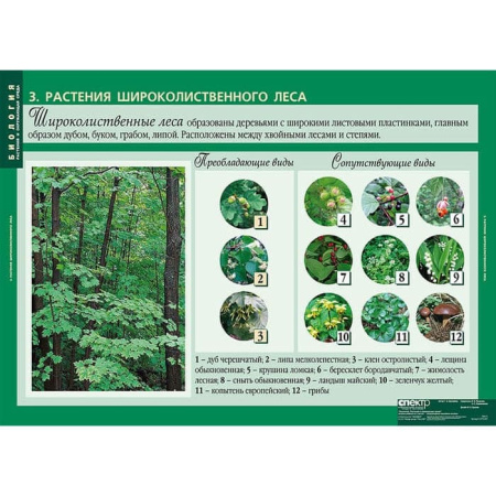 Растения и окружающая среда (Комплект таблиц 7 шт. Биология) 2-072-637 Растения и окружающая среда (Комплект таблиц 7 шт. Биология) 2-072-637