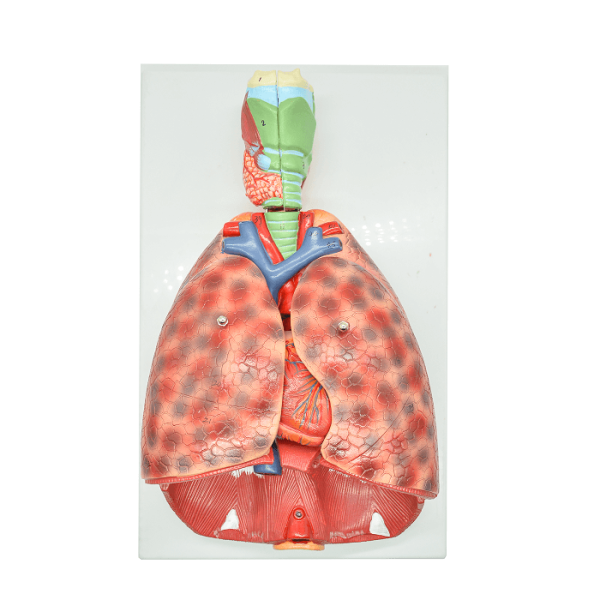 Модель «Система органов дыхания» (модель легких)