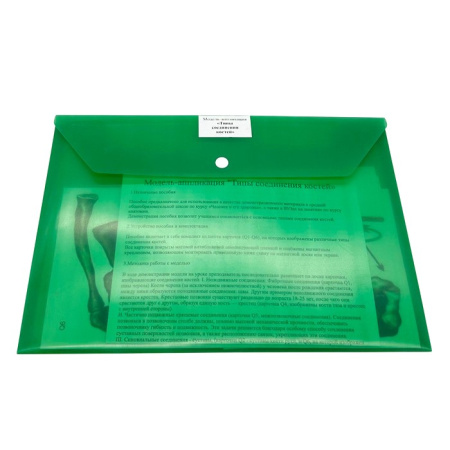 Модель-аппликация Типы соединения костей Модель-аппликация Типы соединения костей