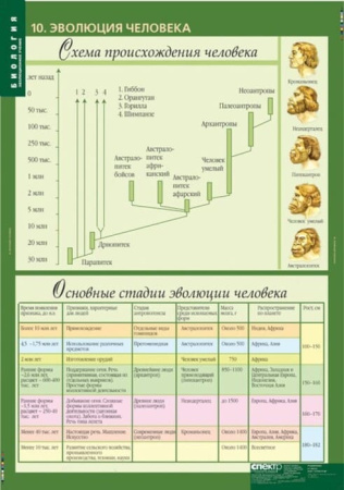 Эволюционное учение (Комплект таблиц 10 шт. Биология 10-11 кл.) 5-8702-010 Эволюционное учение (Комплект таблиц 10 шт. Биология 10-11 кл.) 5-8702-010