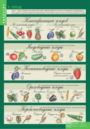 Растения. Грибы. Бактерии (Комплект таблиц 14 шт. Биология 6 кл.) 5-8504-014