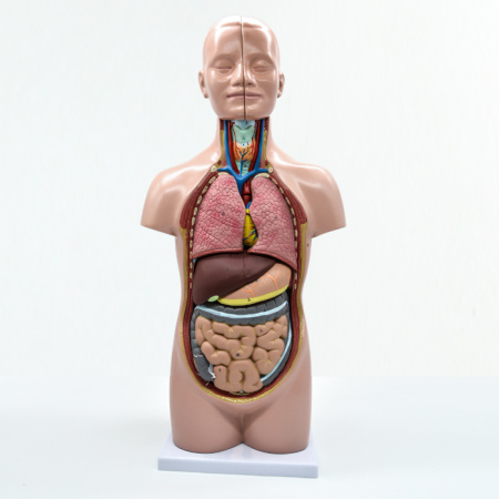 Модель «Торс человека», 48 см, 12 частей Модель «Торс человека», 48 см, 12 частей